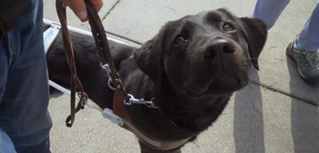 Pick of the Litter Trailer