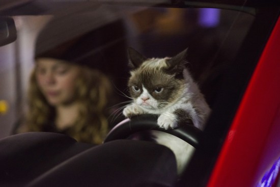 Video: Aubrey Plaza On Why Her Grumpy Cat Movie Is “The Weirdest Thing” She’s “Ever Seen”
