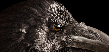 Creepy New Crow Poster Unveiled This Friday the 13th for 'The Witch'