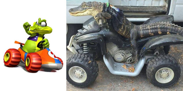 Krunch From Diddy Kong Racing Is Real, Lives In Florida