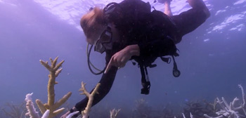 Must Watch: Official Trailer for Powerful Documentary 'Chasing Coral'