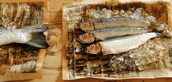 Watch: 'Fish Story' Short Film Discovers the Truth Behind a Fishy Tale