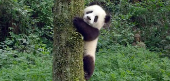 Teaser Trailer for WB's Nature Doc Movie 'Pandas' About, Well, Pandas