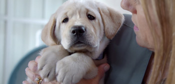 First Trailer for 'Pick of the Litter' Dog Documentary from Slamdance